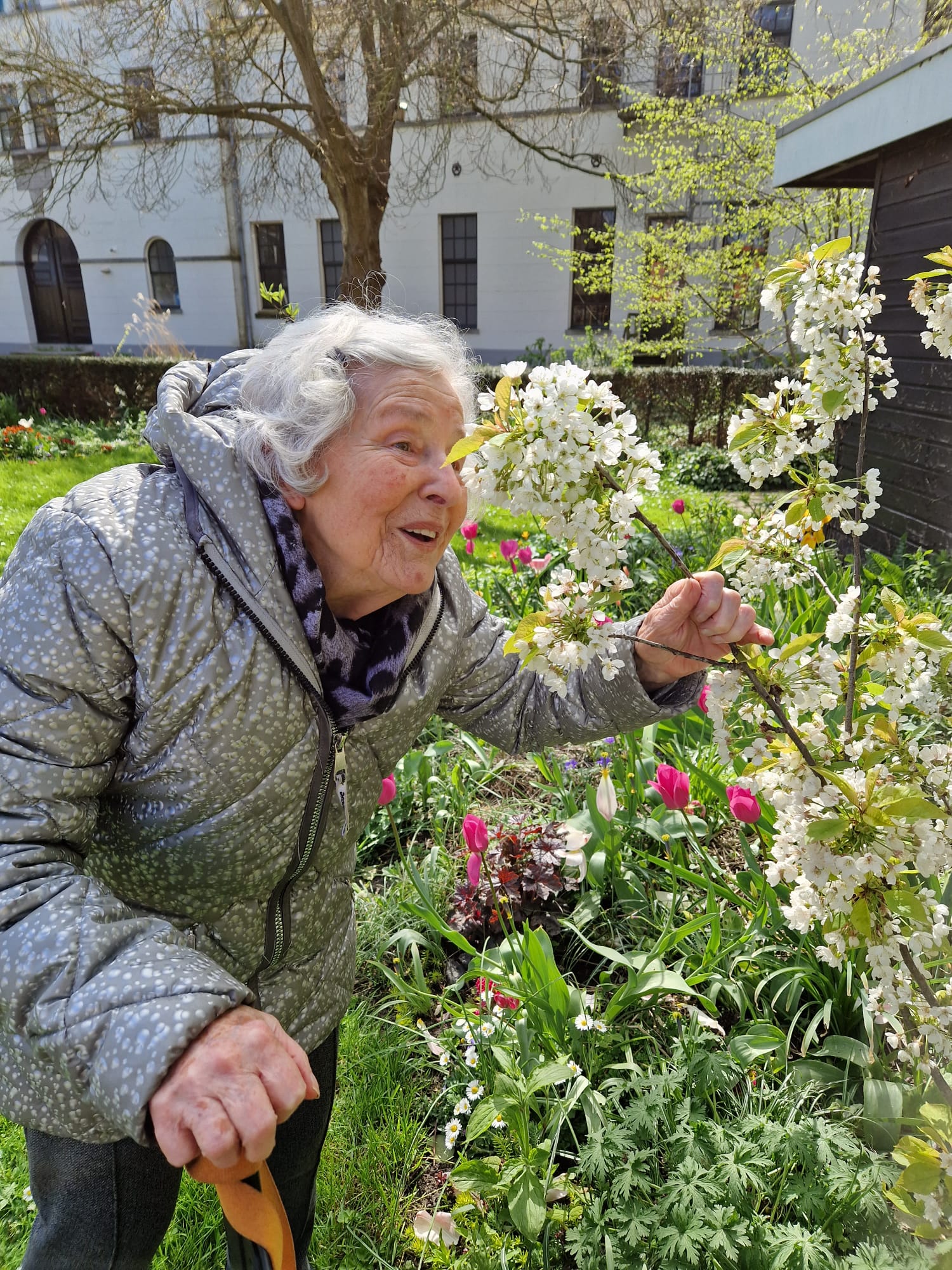 Oudere vrouw ruikt aan witte kersenbloesem in de tuin