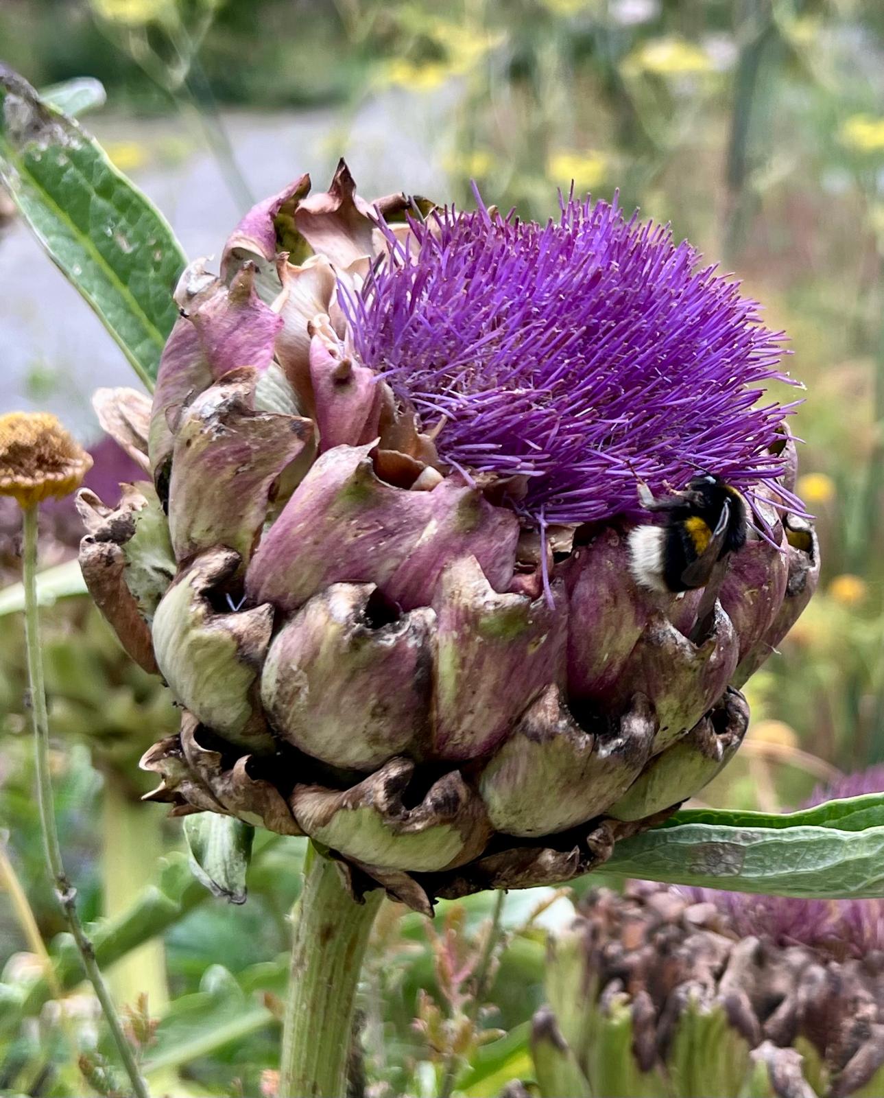 Hommel op een paarse bloeiende artisjok