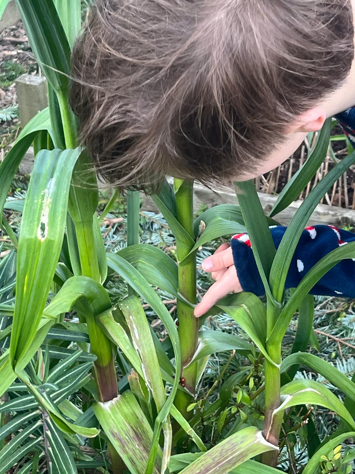 Jongen bekijkt van dichtbij een plant in de tuin