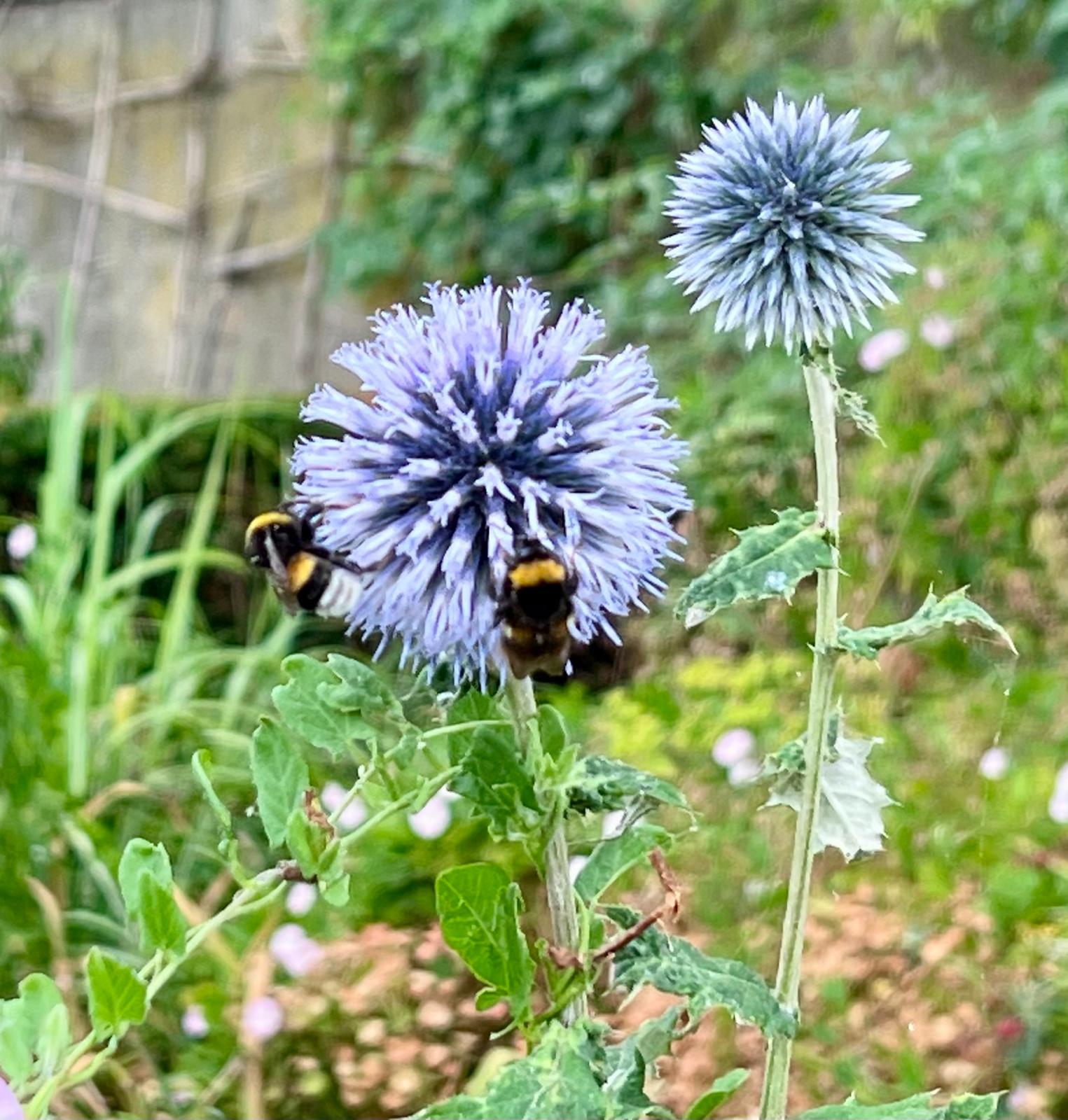 Twee hommels op een blauwe kogeldistel