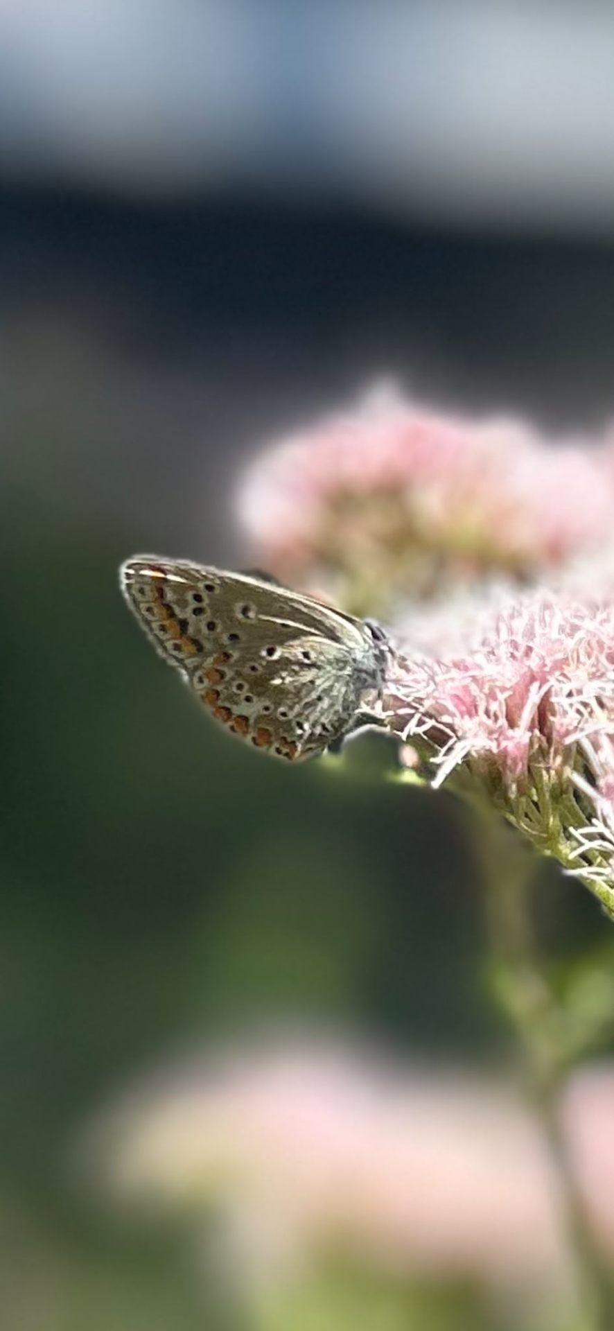 Icarusblauwtje op een roze bloem