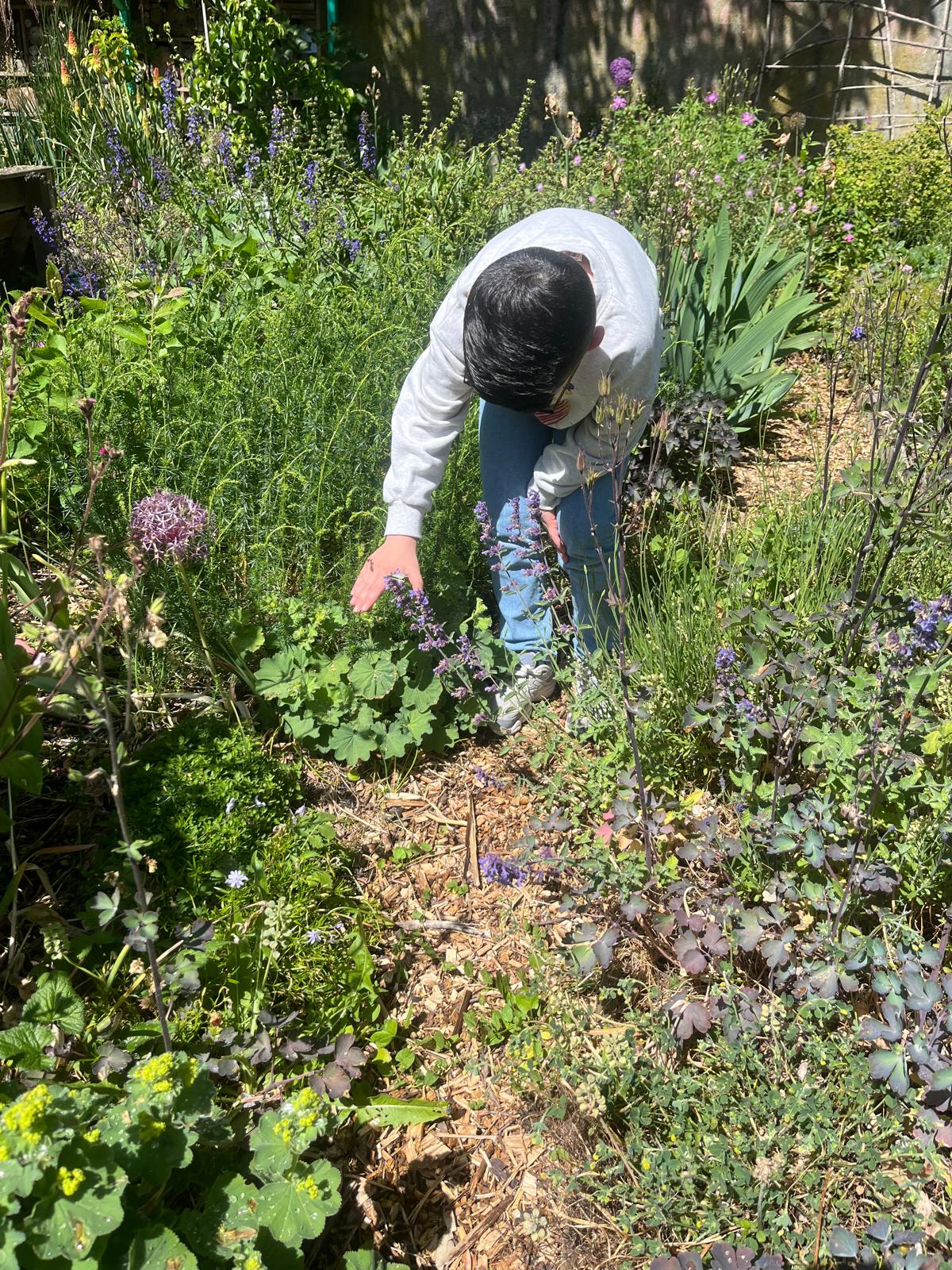 Jongen bekijkt van dichtbij bloeiende planten in de border