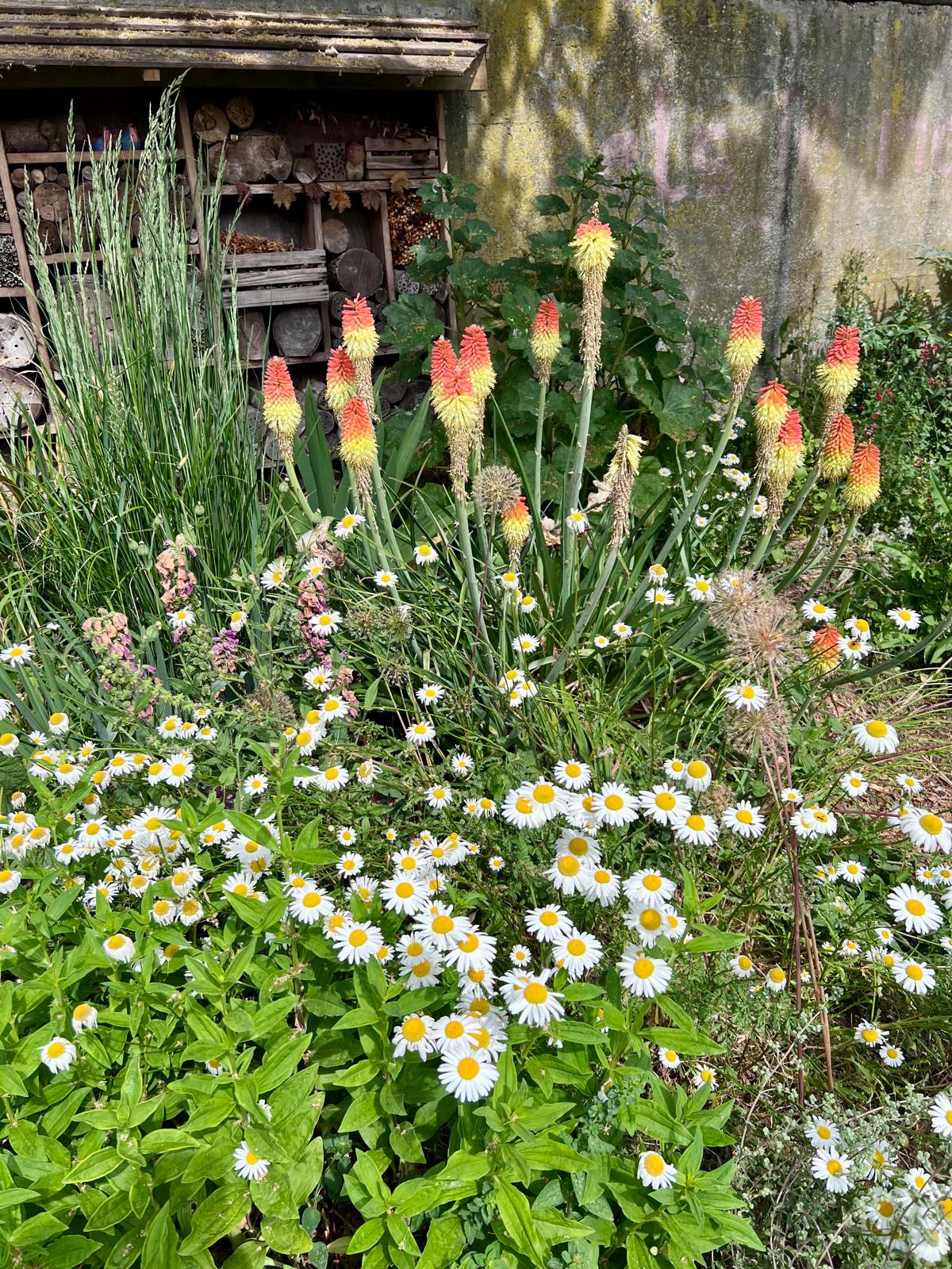 Vuurpijlen en margrieten voor het insectenhotel