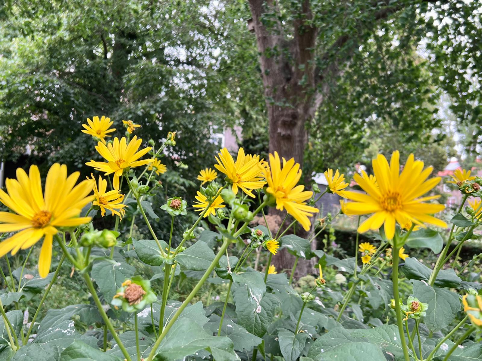 Gele zonnebloemen onder een grote boom