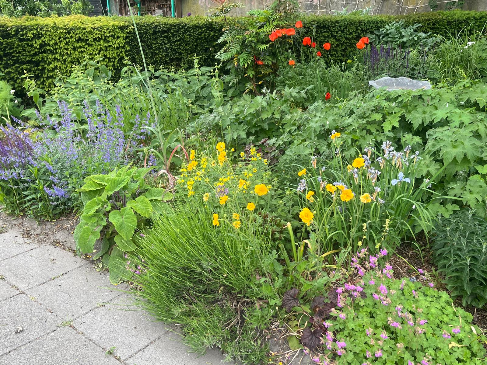Voorjaarsborder met papavers