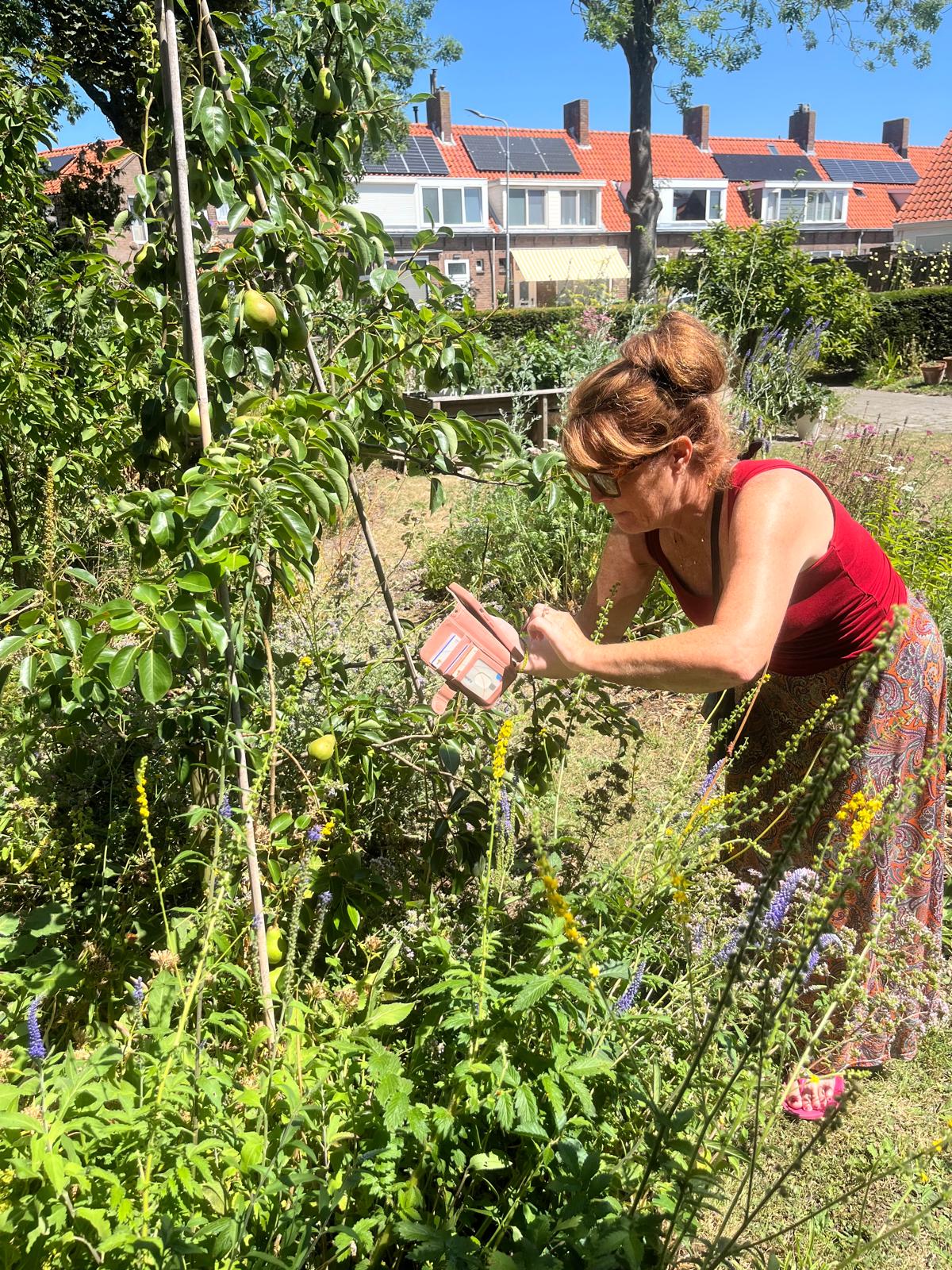 Vrijwilliger inspecteert planten bij de perenboom