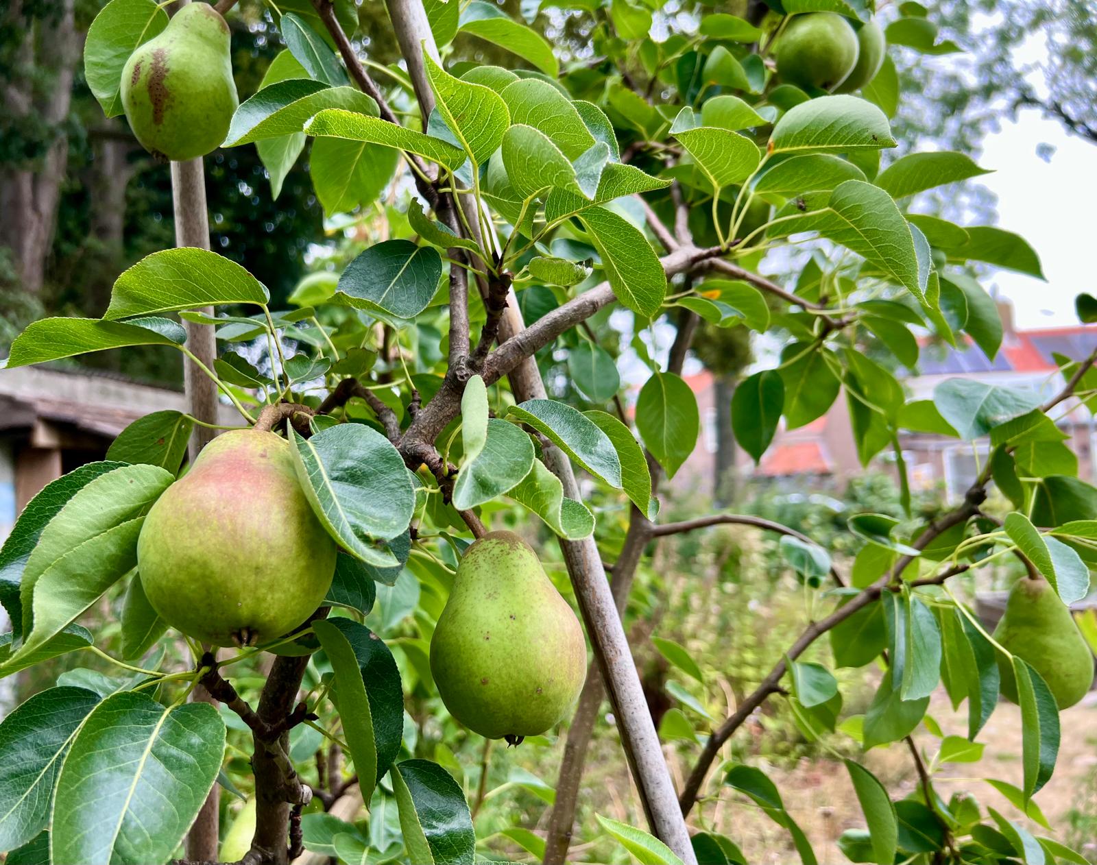 Rijpende peren aan een jonge perenboom